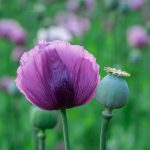 Poppy Poppy