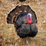 Turkey2 Turkey2