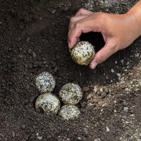 SeaTurtleEggs