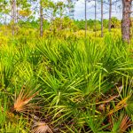SawPalmetto