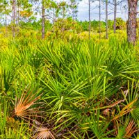 SawPalmetto